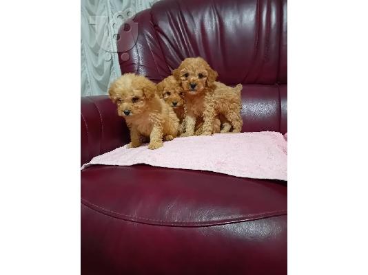 Κουτάβια Maltipoo